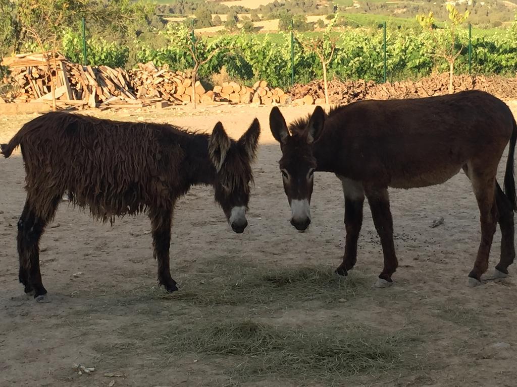 Masia Can Canyes & Spa San Lorenzo de Hortóns 외부 사진